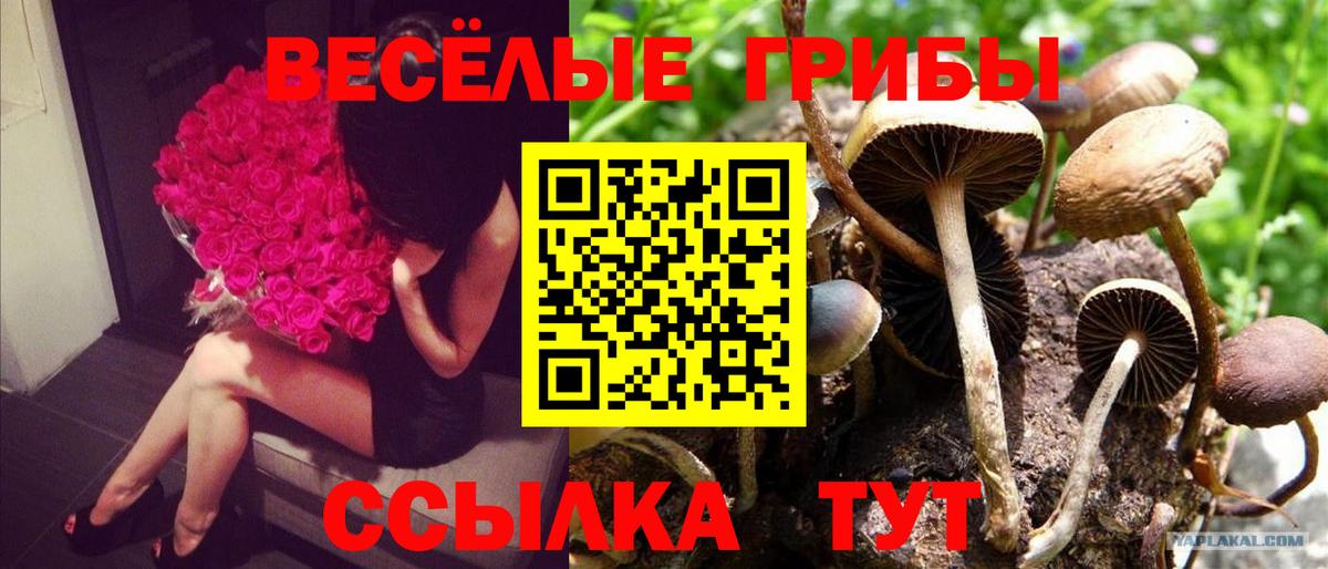 Псилоцибиновые грибы Magic Shrooms Чернушка